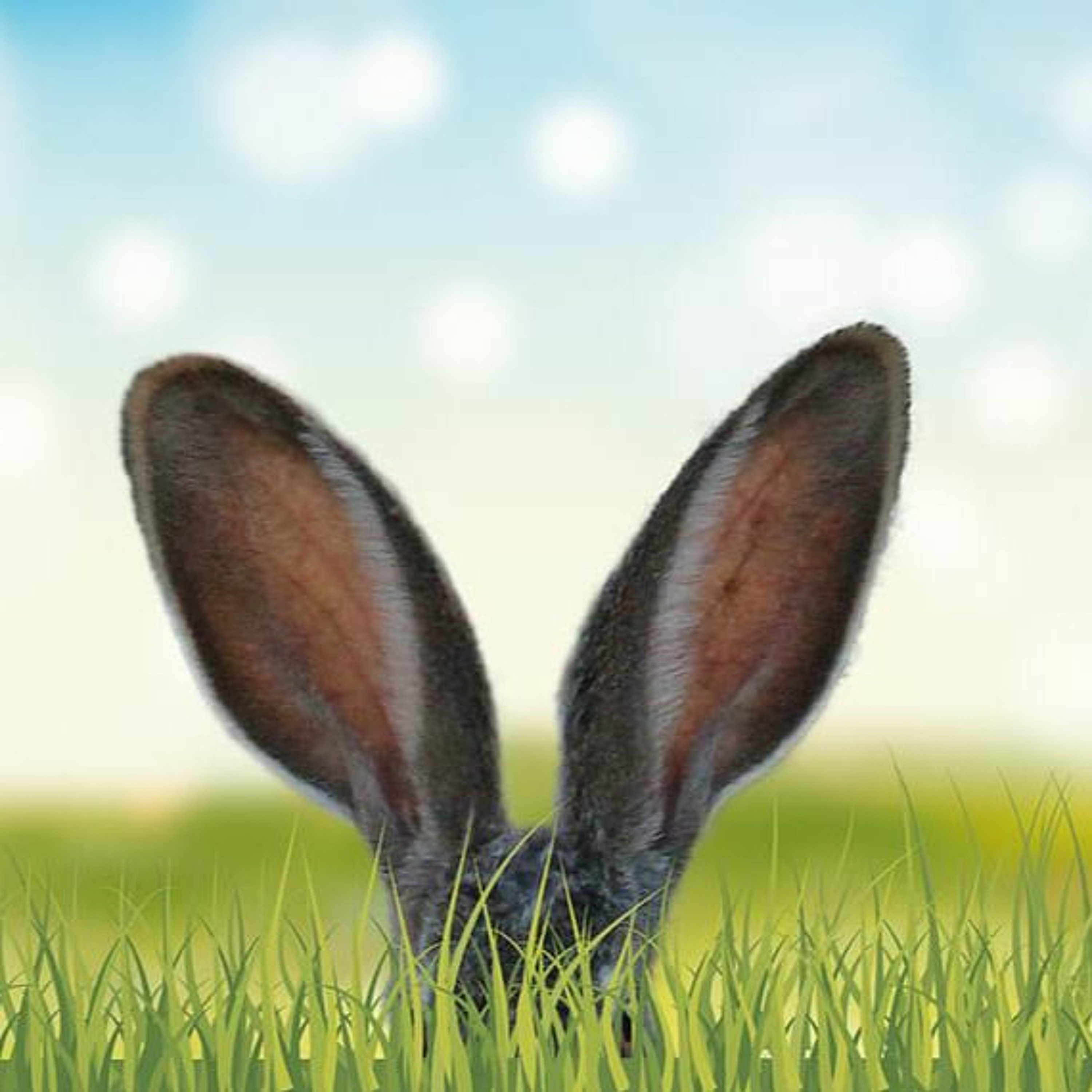 Le temps d\'un lapin