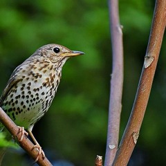 Song thrush: evening song, April 2020
