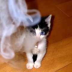 9ine 6ix 3hree(Lil Gem)