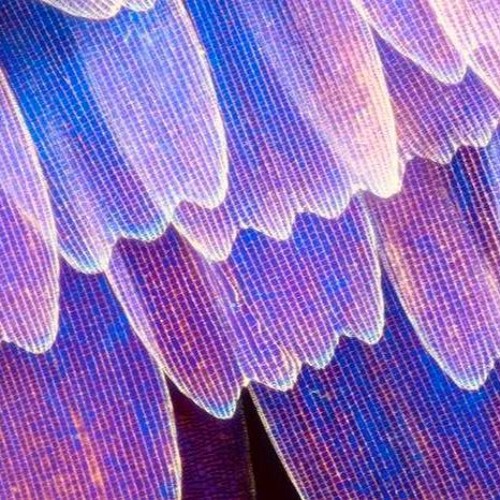 CraigGussi - Clockwork *REGULAR SPEED*