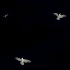 White Dove [Prod.ilyjulius!]