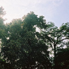 From The Morning (Cover)