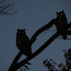 owls.