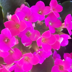 Poivre Noir, Piment Rouge SAM 15 NOV 2025