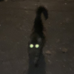 22 degrees, cassette