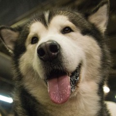 TheAutotunedDog