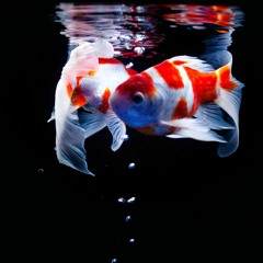 Functions of Substrate in Aquascaping