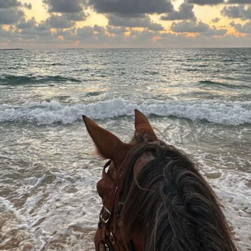 ‎⁨الشيخ عمرو الشرقاوي سورة القصص حتى آية 56 رمضان  1446 ||| 2025