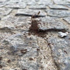 Grand Army Plaza, Brooklyn, NY (segment)