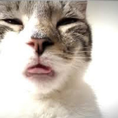 KURAIMOKHA - YAYA [FT. TRINSET & BBYCNTE] (VFX x @qes.png)