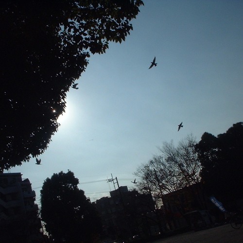 Anonymous Dawn