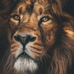 He Lives In You - Basa Beatz x Lion King Remix