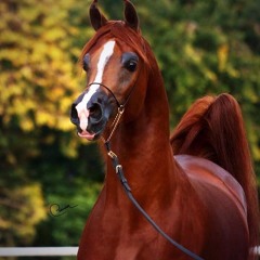 يـا مدوِّر الهيـِّن - خالد الفيصل