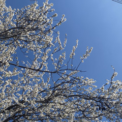 flores de altamar