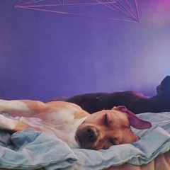 Doghouse sessions 005