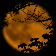 Shade Structure Selection