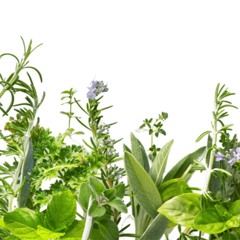 Welcome To The Garden