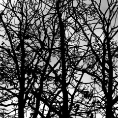 Silhouettes