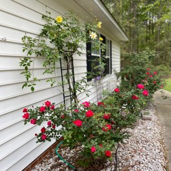 The House You Live In (COVER)