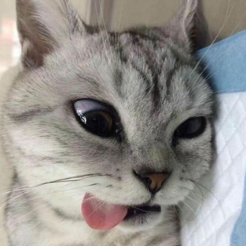 あきふゆ