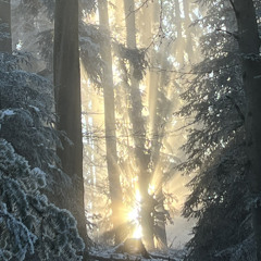 Fluffig, verstrahlt durch den Nebel