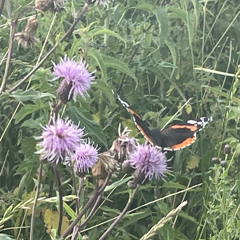 things i imagined // flip