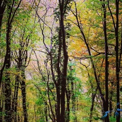DeepMelodic | Autumn 2021