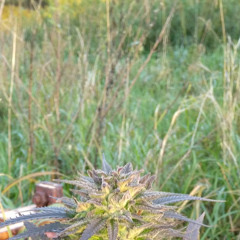 I Really Dont Want To Know/ I Really Want You To Know - Eddy Arnold/Skeeter Davis Cover