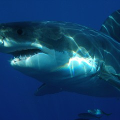 " Requin Blanc " - Créatures et Autres Mondes - Composition et arrangement de Nathalie ITTA