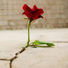 Skillibeng - Rose That Grew From Concrete FAST 🌹