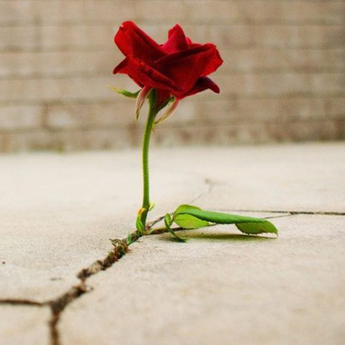 Skillibeng - Rose That Grew From Concrete FAST 🌹