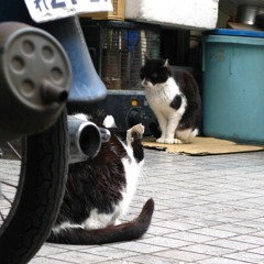 Cats Fighting