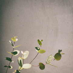 three | Album 'TWENTY-FOUR'