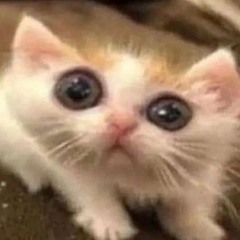 Lo potit chat
