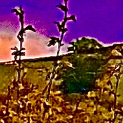 real life (prod neurxsis)