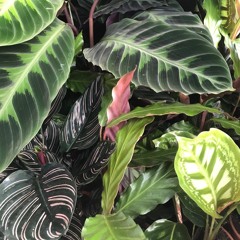Calathea  - Seeds