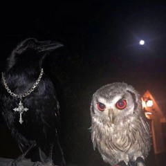 iVe X COSMIC - BIRDS