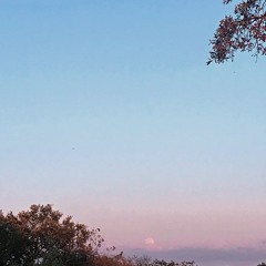 Midwife Toads Dusk Chorus