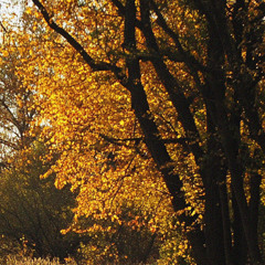 november nature (lush lofi chill)