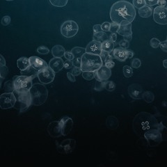 Tribute To Lemon Jelly