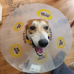 BUPPYTECHNO