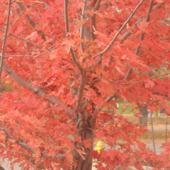 abundance clause  [prod mar]