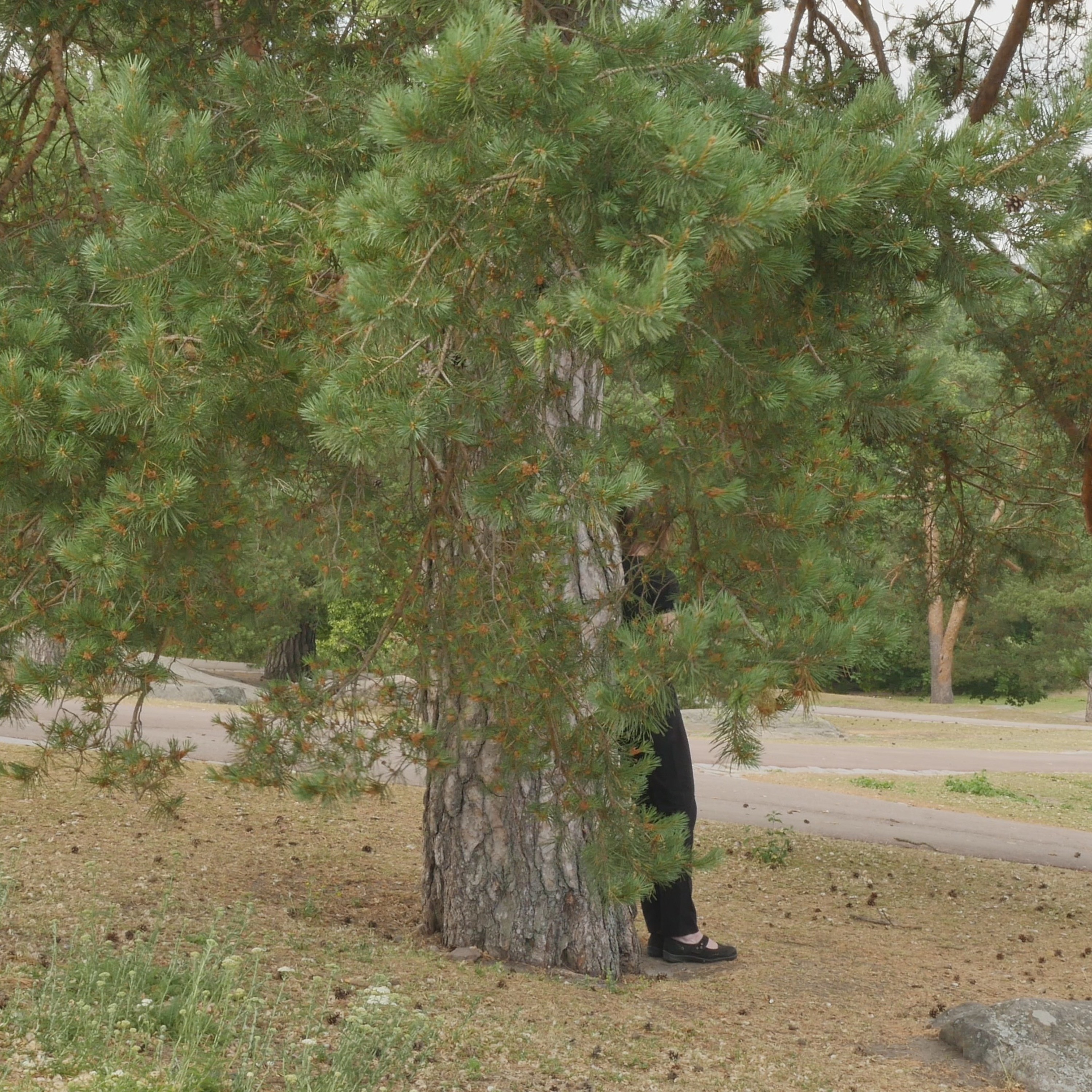 Pondering With A Pine In The Park - 12 episode artwork