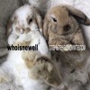 мысли на потом + whoisnewell