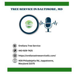 what-happens-if-tree-falls-on-home-baltimore-md