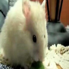 nom nom nom