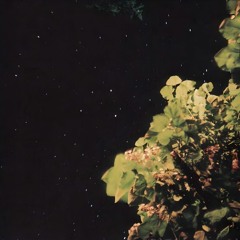 trees and stars
