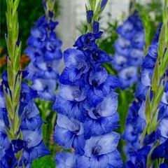 The Blue Gladiolus