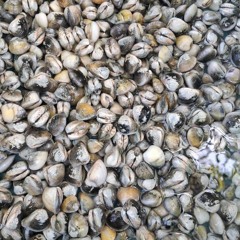 Enquanto durmo - Luedji Luna