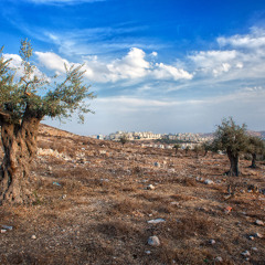 Olive trees, from the river to the sea palestine will be free